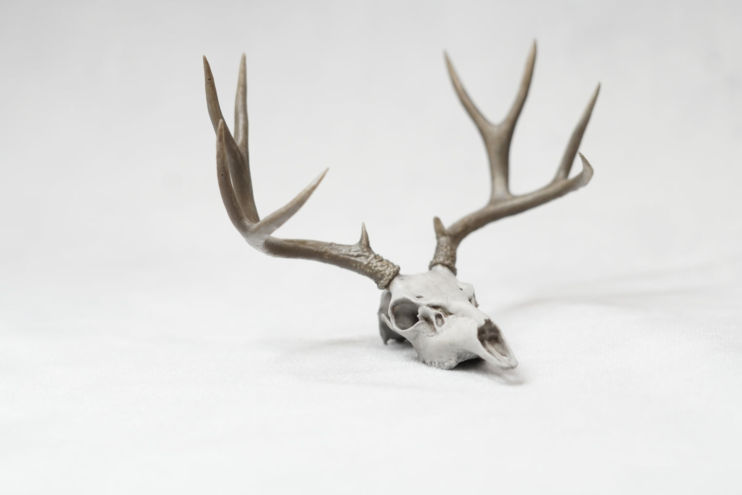 Deer Buck Euro Mount - Any Species