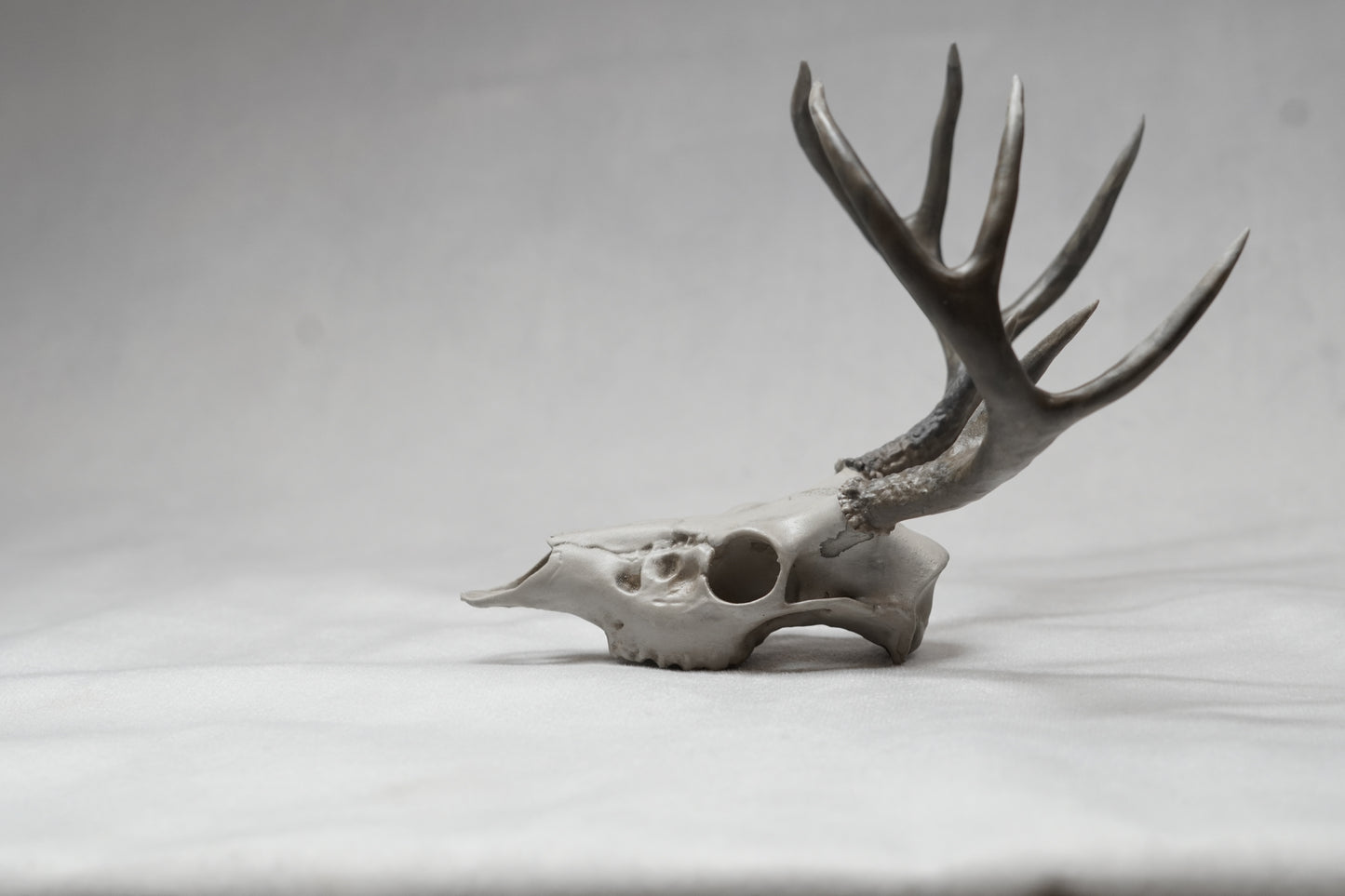 Coues Whitetail Euro Mount