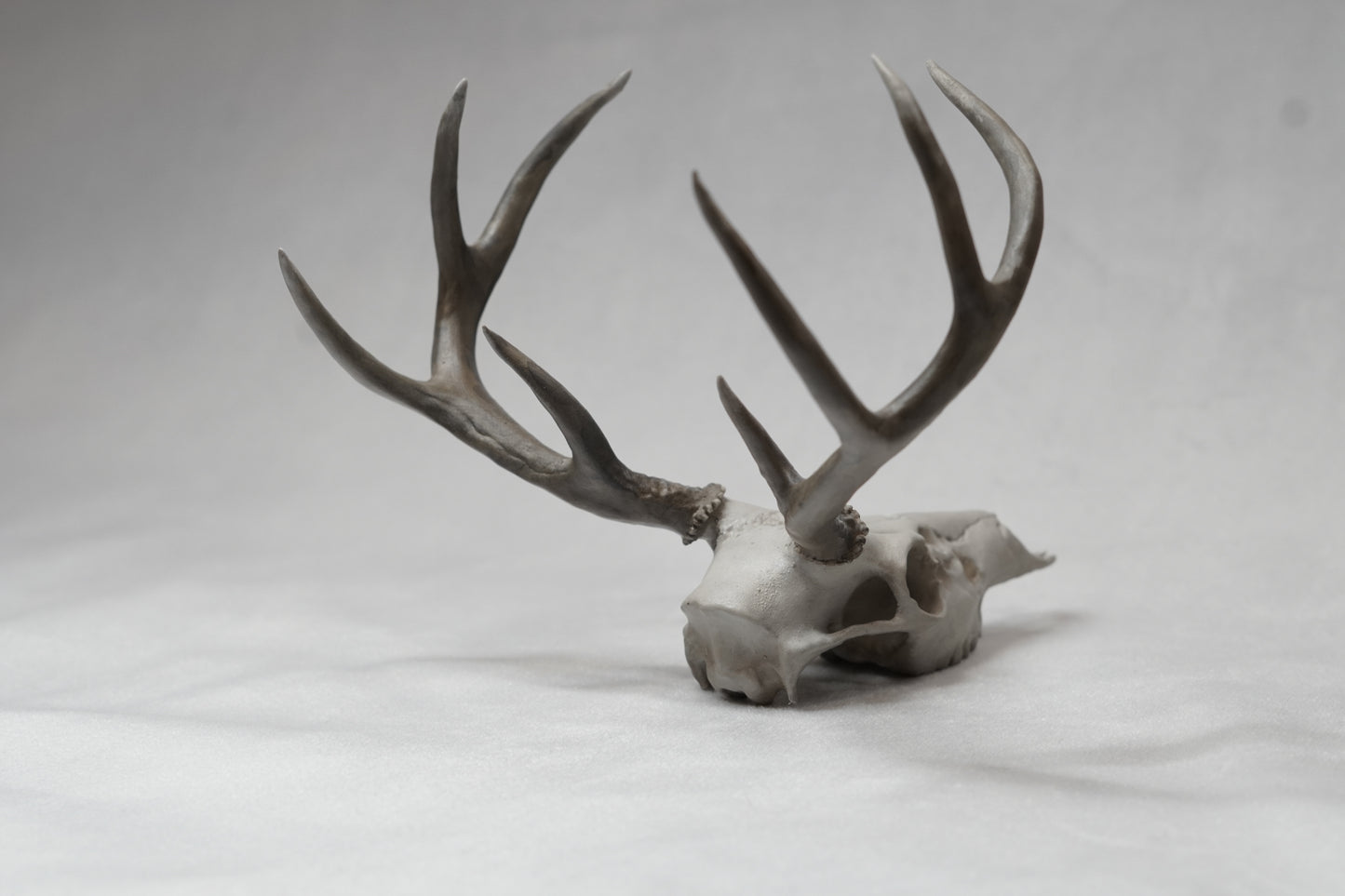 Coues Whitetail Euro Mount