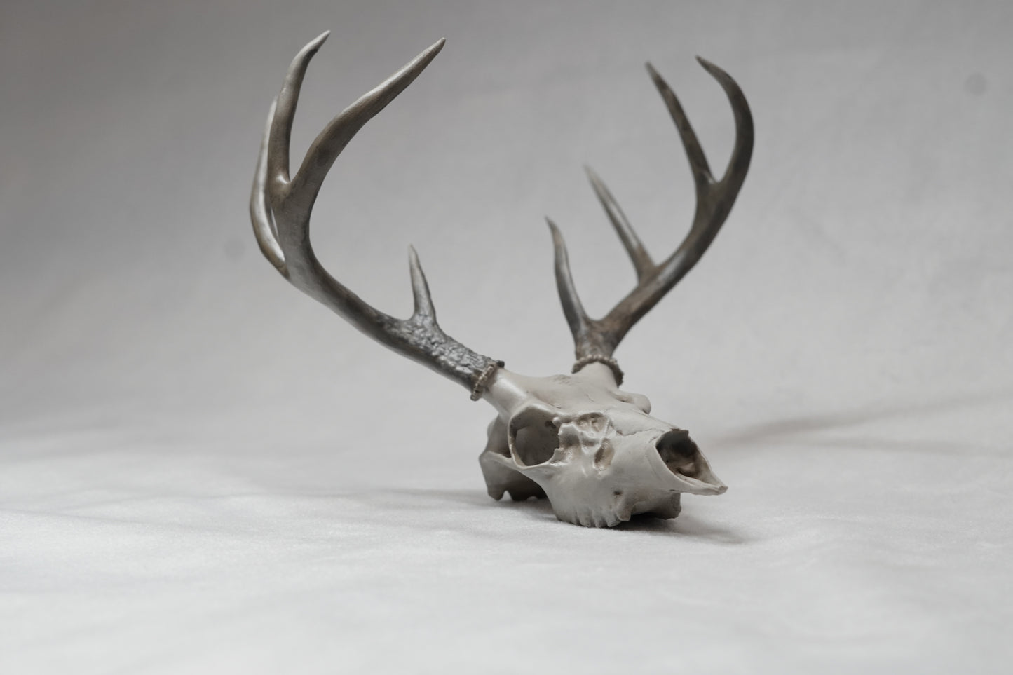 Coues Whitetail Euro Mount