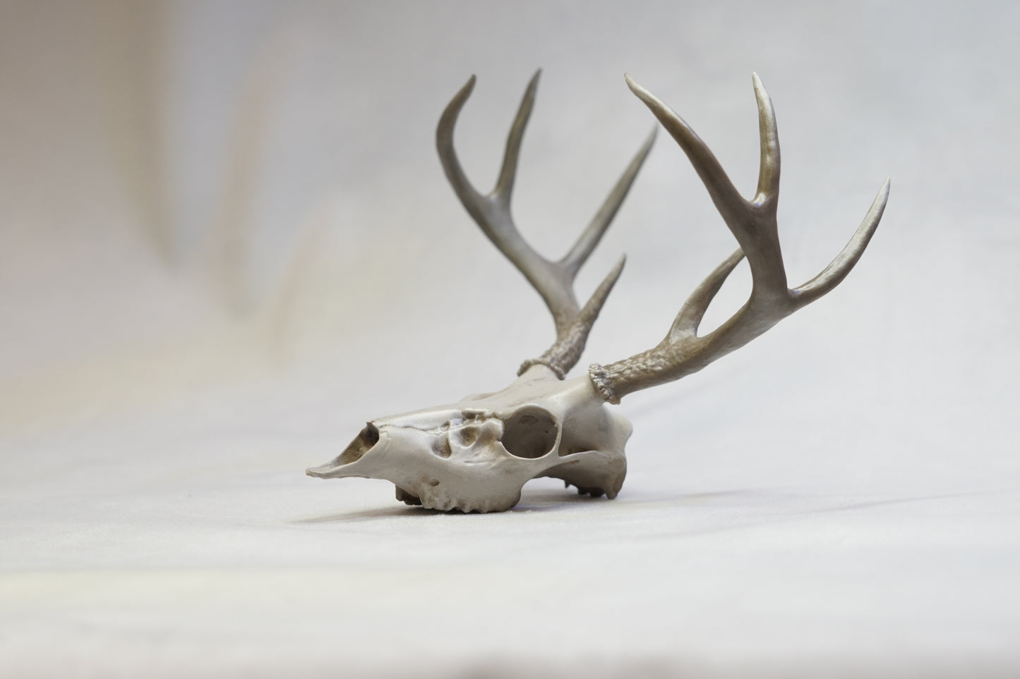 Coues Whitetail Euro Mount