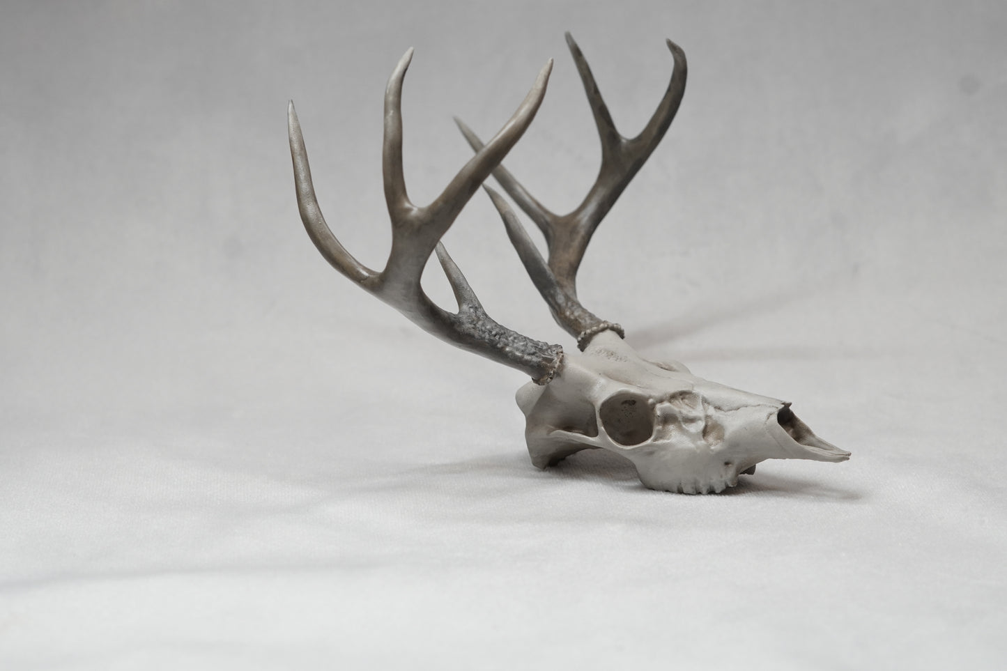 Coues Whitetail Euro Mount