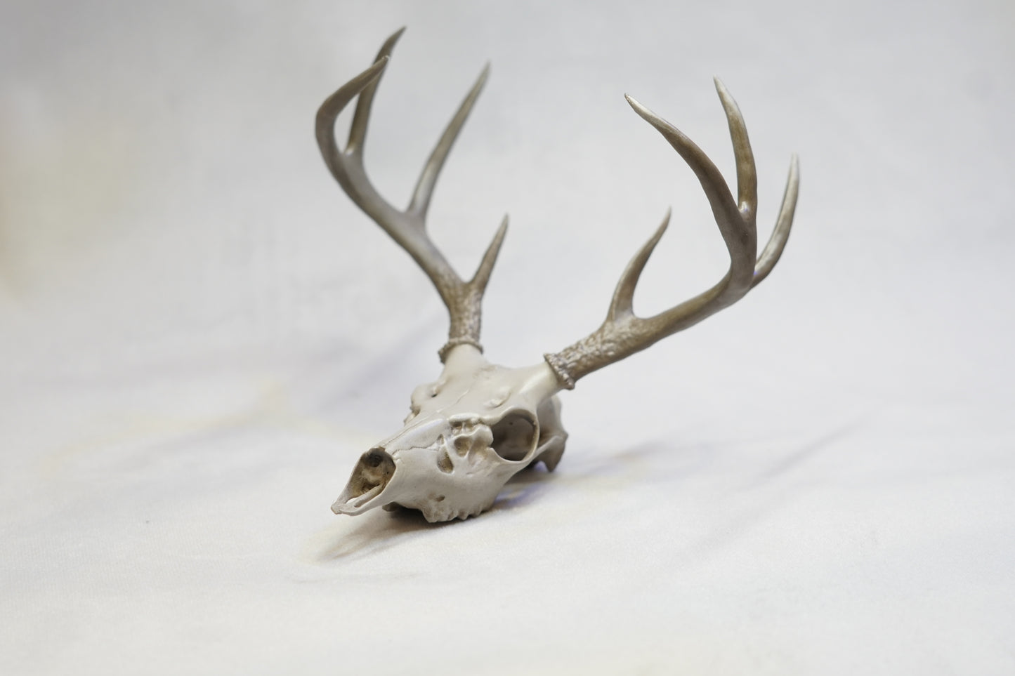 Coues Whitetail Euro Mount