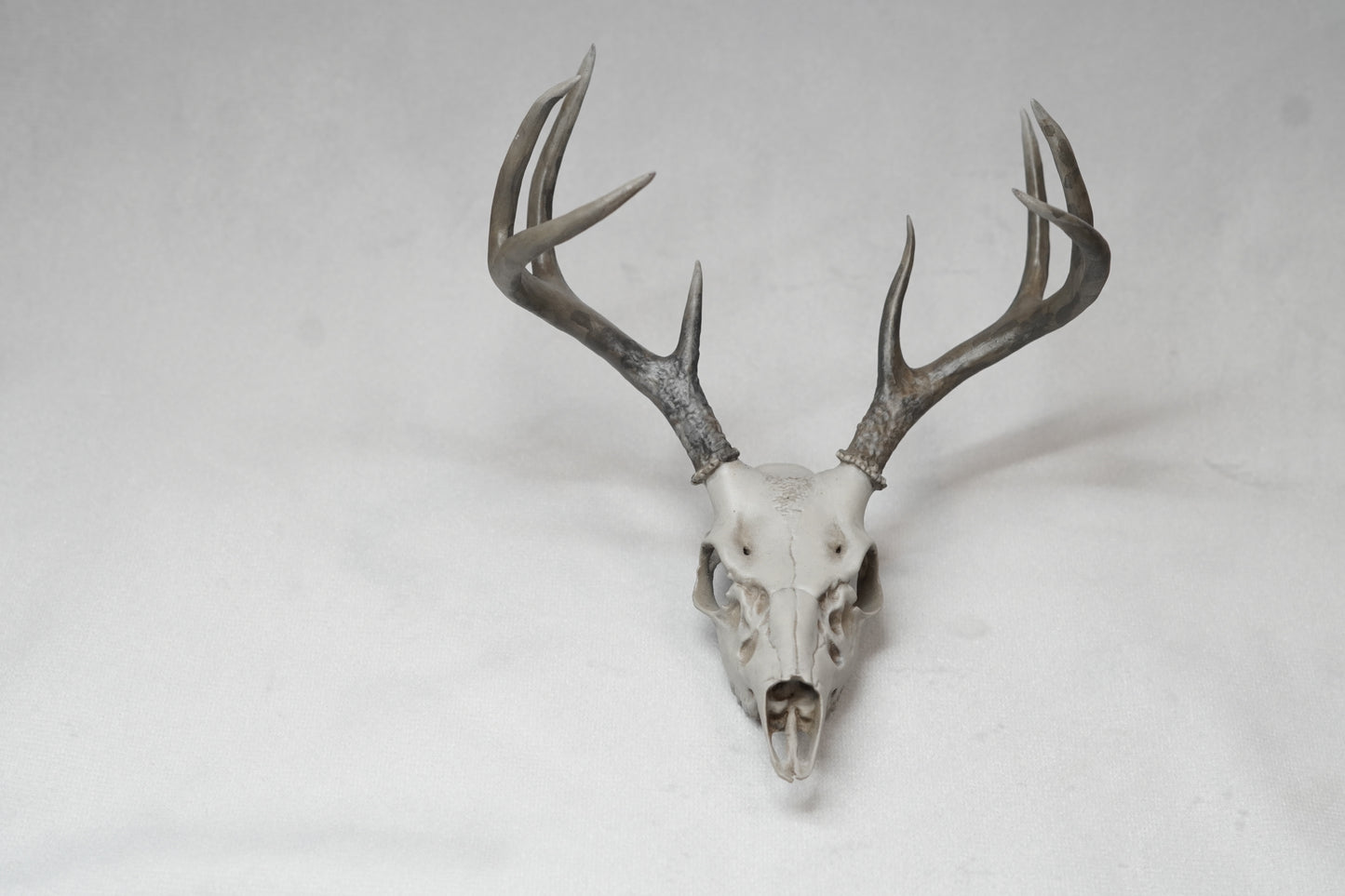Coues Whitetail Euro Mount
