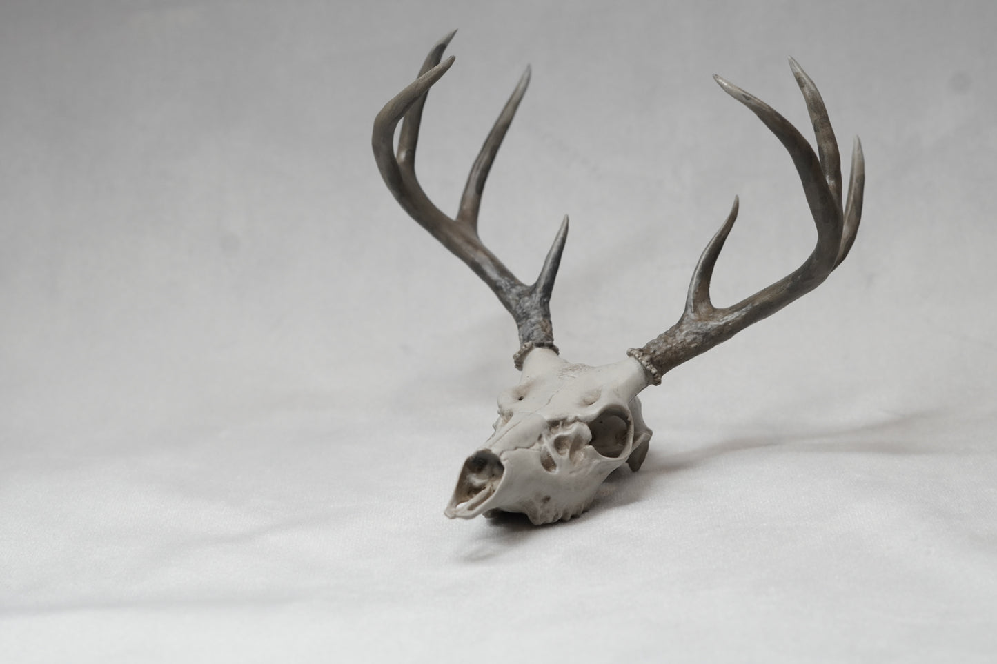 Coues Whitetail Euro Mount