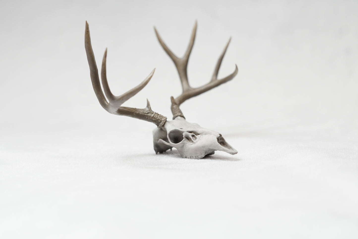 Deer Buck Euro Mount - Any Species