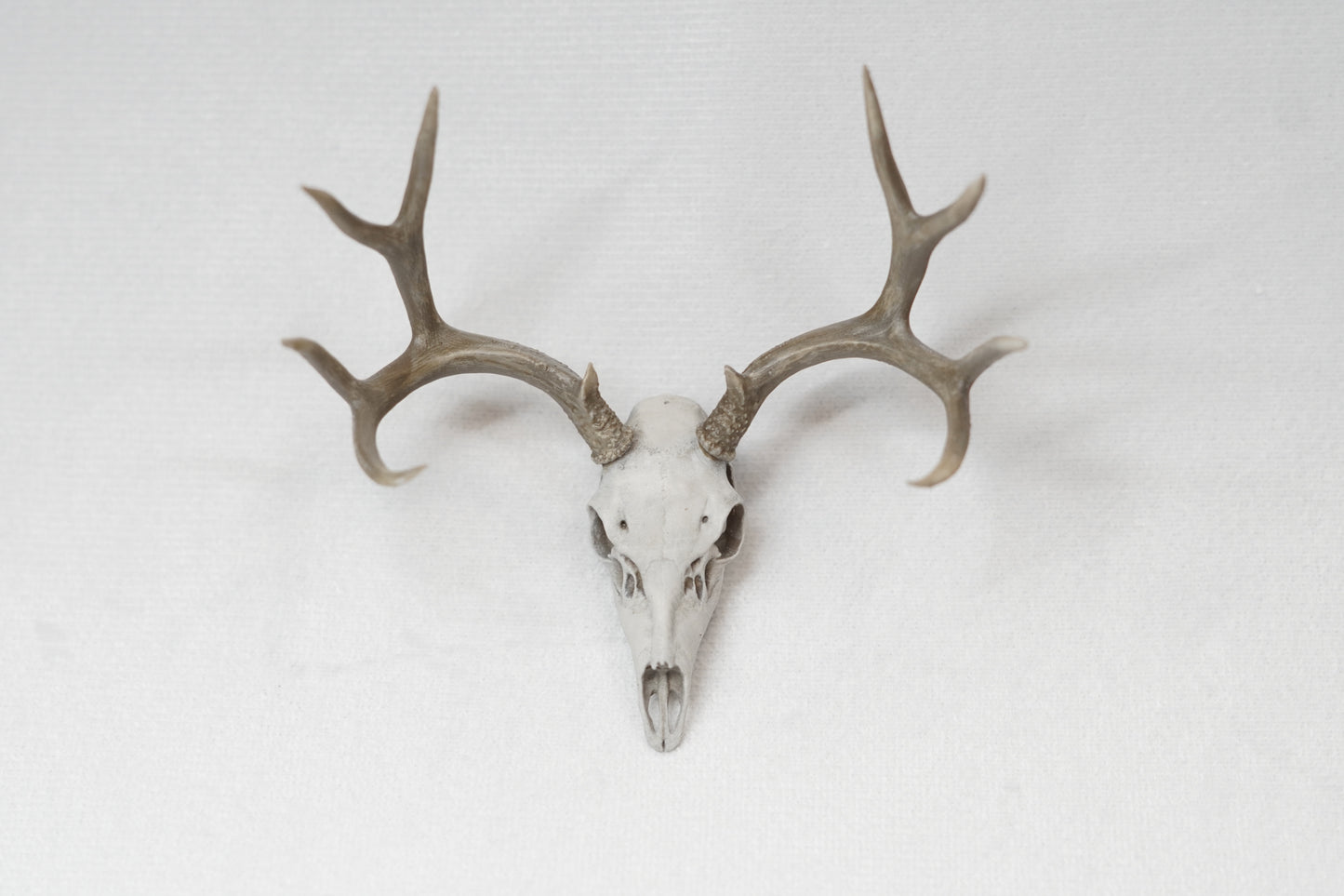 Deer Buck Euro Mount - Any Species