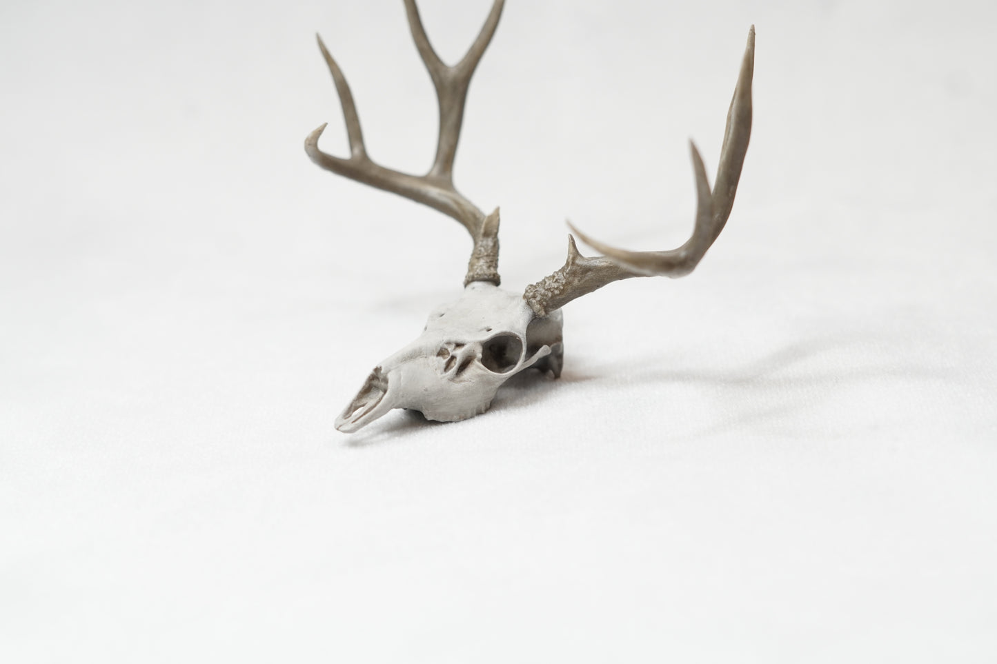 Deer Buck Euro Mount - Any Species