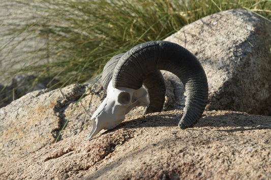 Custom Sheep Euro Mount-Any Species