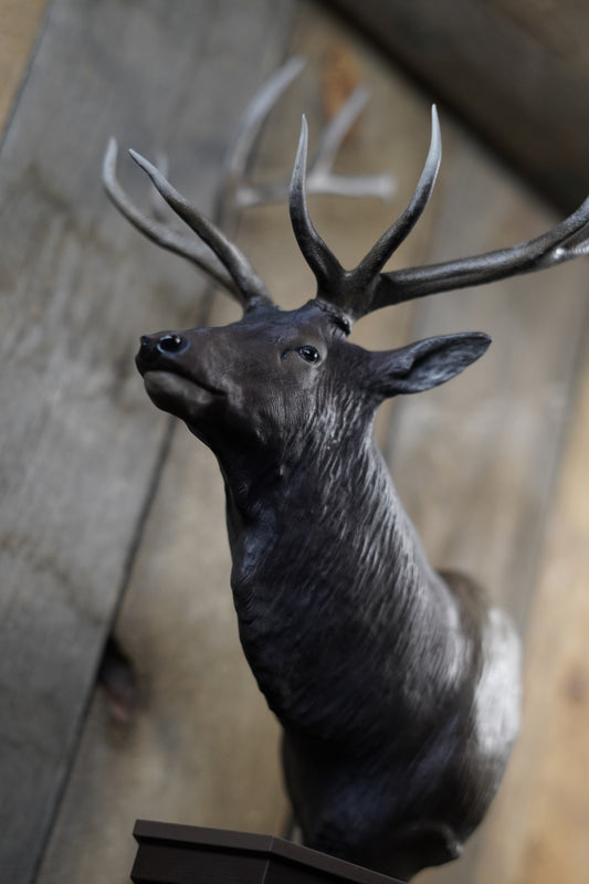 Custom Bull Elk Shoulder Mount
