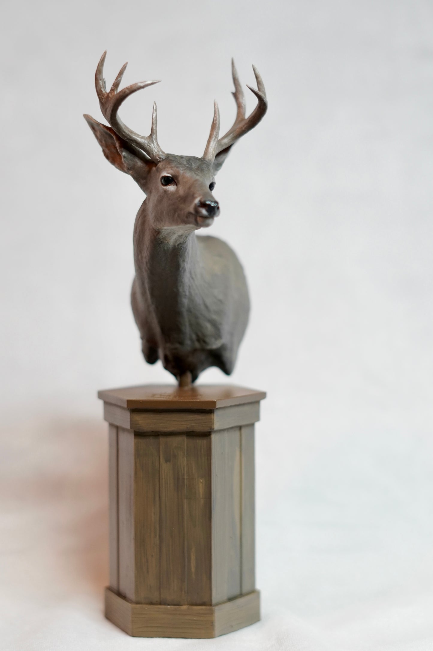 Custom Coues Whitetail Shoulder Mount - Pose 2