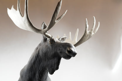 Custom Bull Moose Full Body Mount