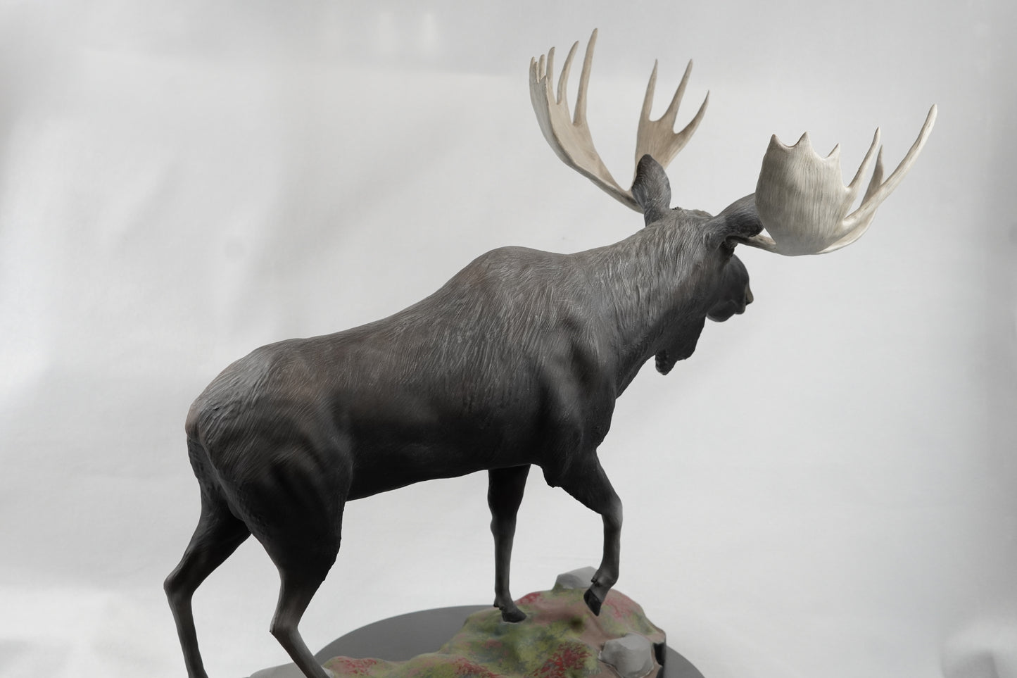 Custom Bull Moose Full Body Mount