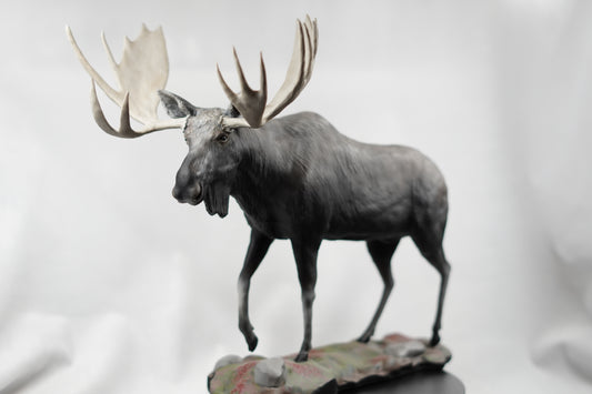 Custom Bull Moose Full Body Mount