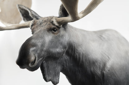 Custom Bull Moose Full Body Mount