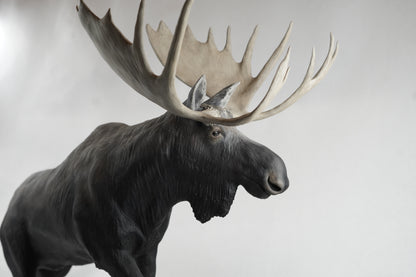 Custom Bull Moose Full Body Mount