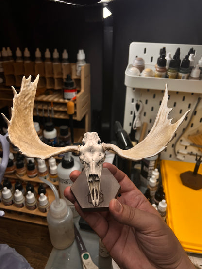 Custom Bull Moose Euro Mount