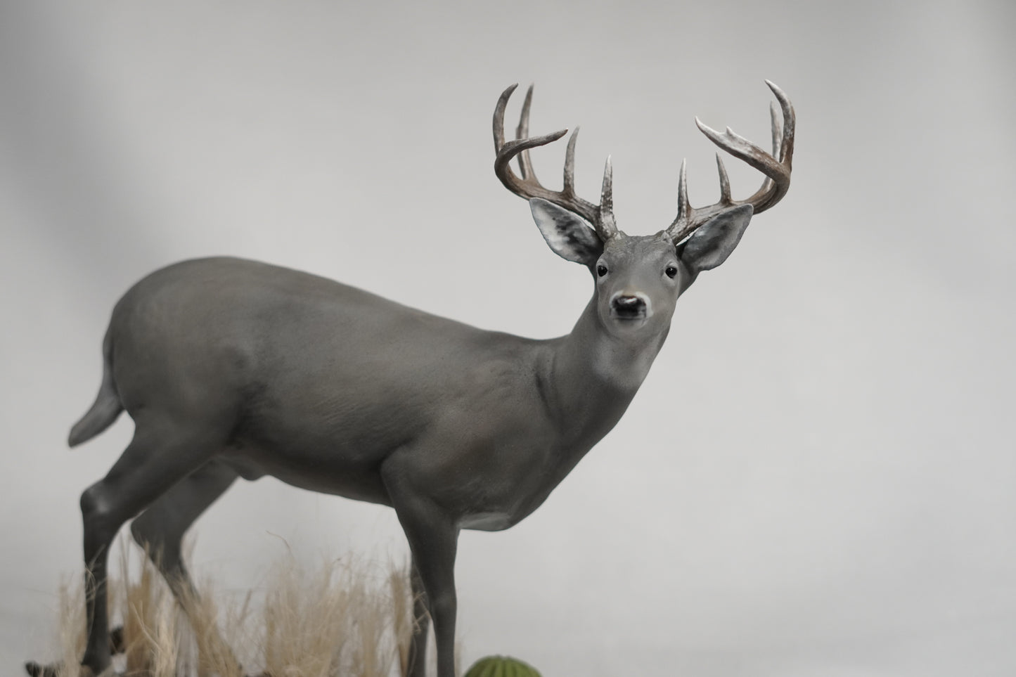 Custom Coues Deer Buck Full Body Mount