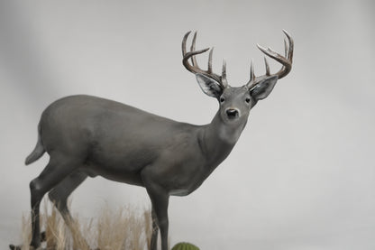 Custom Coues Deer Buck Full Body Mount
