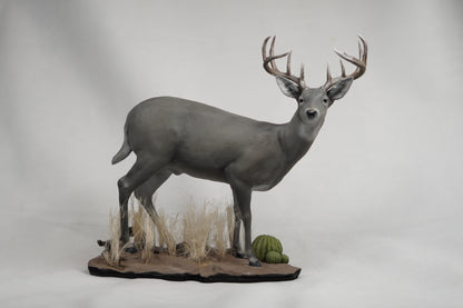 Coues Deer Buck