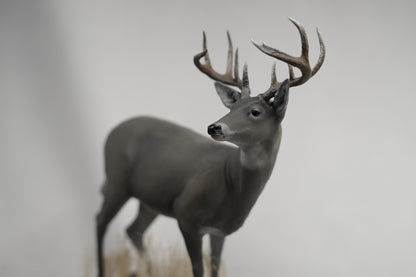 Custom Coues Deer Buck Full Body Mount