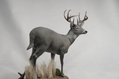 Coues Deer Buck