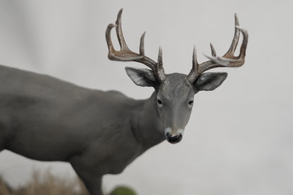 Custom Coues Deer Buck Full Body Mount