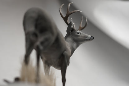 Custom Coues Deer Buck Full Body Mount