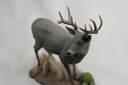 Custom Coues Deer Buck Full Body Mount