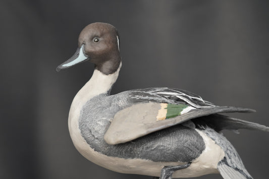 Custom Water Foul/Turkey Mount