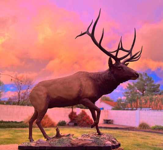 Custom Bull Elk Full Body Mount